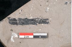 Foto (Detailansicht) von Persea speciosa Heer (NHMW-GEO-2024-0188-7995)